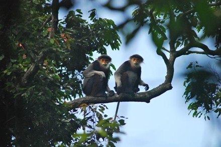  “Báu vật” trên núi khỉ