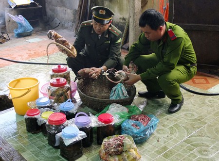  Phạt 2 chủ lò mua bán thịt rừng trên 100 triệu đồng