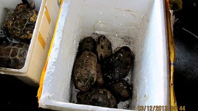  Quảng Ninh: Khởi tố đối tượng buôn bán 340 cá thể rùa