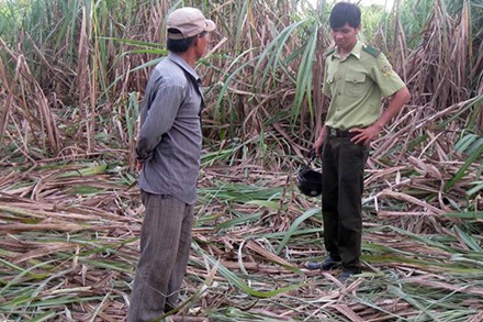  Voi và người cùng... chờ dự án