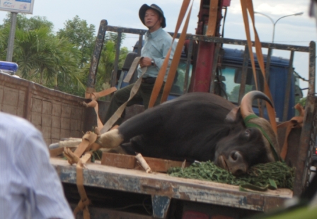  Cứu hộ động vật hoang dã: Cứu xong là… chết!