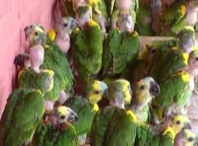  Paraguay dự kiến thả hàng trăm con vẹt quý hiếm trở về thiên nhiên