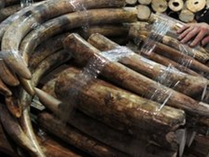  Cả đàn voi 11 con ở Kenya bị kẻ săn trộm sát hại