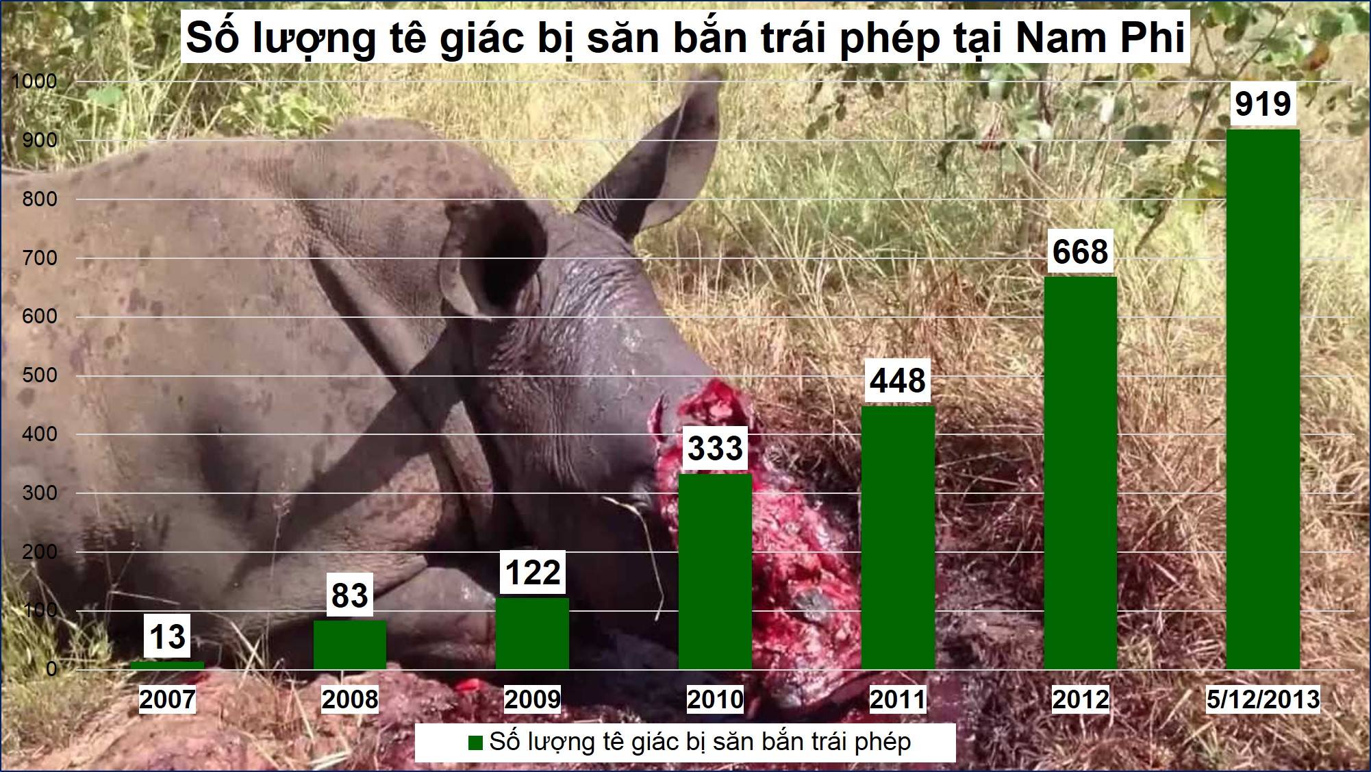  Nam Phi: 919 cá thể tê giác bị giết để lấy sừng