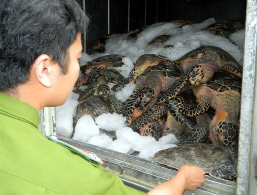  Quảng Ngãi: Bắt giữ 1 tấn rùa biển quý hiếm