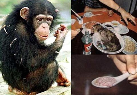 Ăn thịt khỉ có thể nhiễm HIV