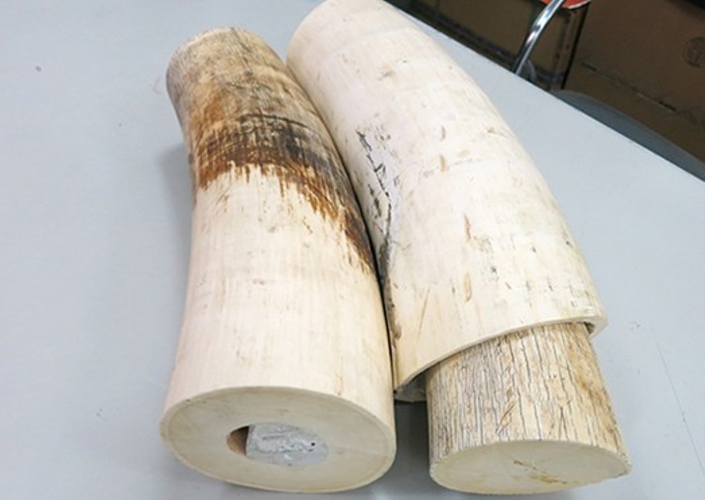 Bắt vụ vận chuyển ngà voi qua đường hàng không