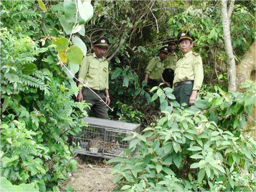  Thả động vật hoang dã về rừng