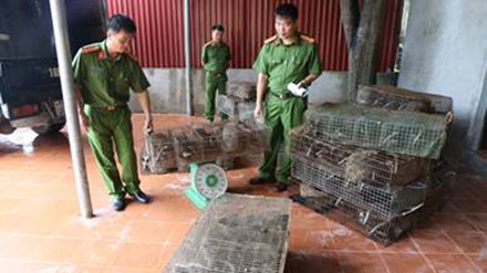  126 con cầy vòi từ biên giới suýt vào bàn nhậu