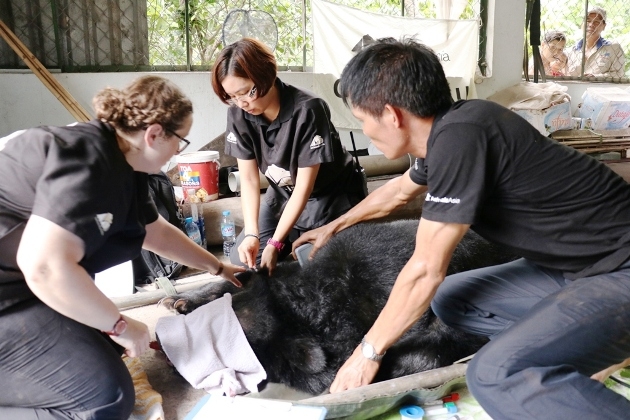  Xóa sổ trang trại nuôi nhốt và cứu hộ chín cá thể gấu ở Bình Dương