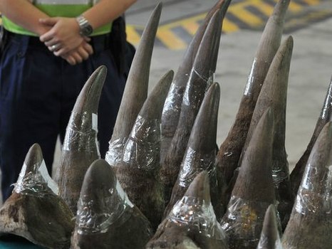  Nam Phi sẽ “hợp pháp hóa” mua bán sừng tê giác?