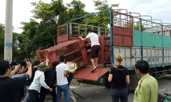  Chấm dứt hoàn toàn nạn nuôi gấu lấy mật tại tỉnh Quảng Ninh