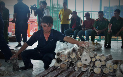  Làm rõ tổ chức, đường dây vận chuyển trái phép ngà voi