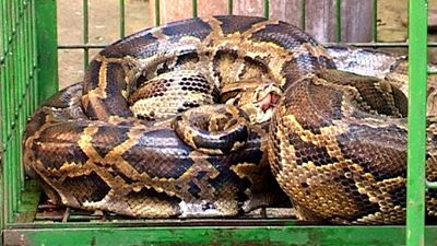  Thừa Thiên – Huế: giải cứu cá thể trăn gấm dài 3,5 mét, nặng 45 kg