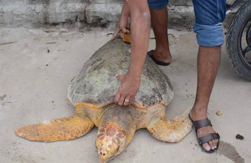  Rùa biển 60 kg bò vào nhà máy Nhiệt điện Vĩnh Tân