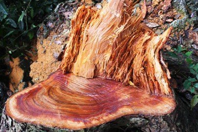  Bắt kẻ săn trộm bò tót trong Khu bảo tồn Nam Nung