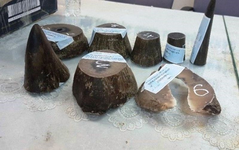  Nhập lậu 5kg sừng tê giác từ Campuchia về Việt Nam