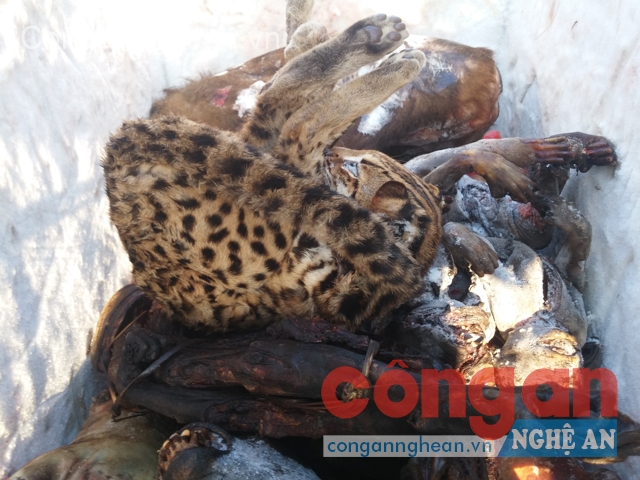  Nghệ An: Bắt đối tượng tàng trữ động vật hoang dã quý hiếm