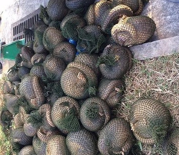  Chở 500kg tê tê đi tiêu thụ, bị cảnh sát phát hiện bắt giữ