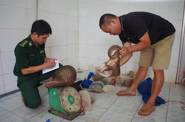  Giải cứu 15 cá thể tê tê Java quý hiếm