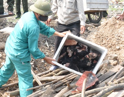  Tiêu hủy hàng trăm kg da voi và tay gấu