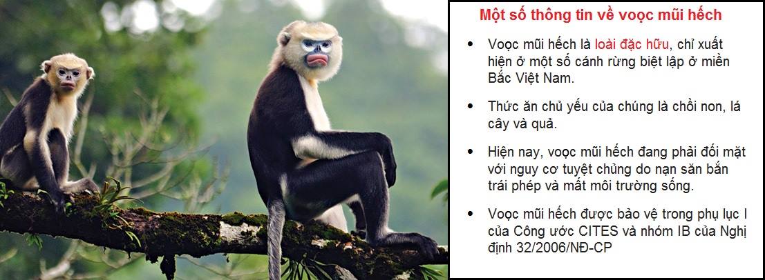  Hà Giang: Quần thể voọc mũi hếch phục hồi 